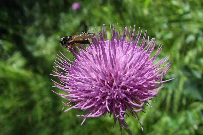 Budapest Hike to Visegrád Castle w or wo Sauna/Danube beach - Lunch is your own decision