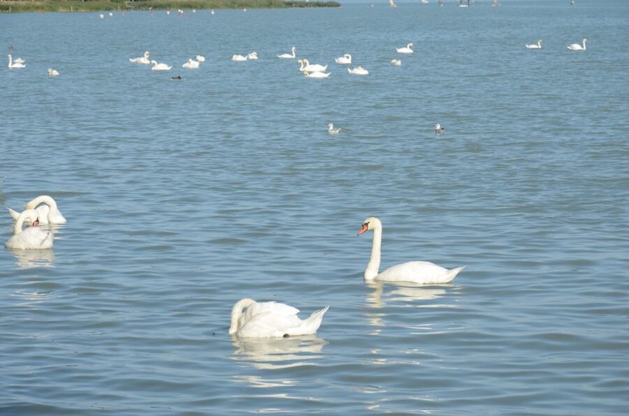 Budapest: Lake Balaton and Herend Full-Day Private Tour - Strolling through Balatonfüred