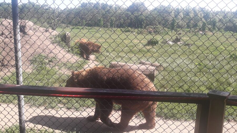 Budapest: Transport & Guided Tour of Bear and Wolf Sanctuary - Should you book the Bear and Wolf Sanctuary tour?