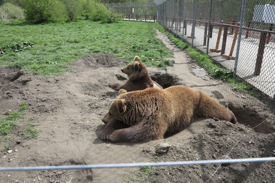 Budapest: Transport & Guided Tour of Bear and Wolf Sanctuary - Meeting at Batthyány tér across from Parliament