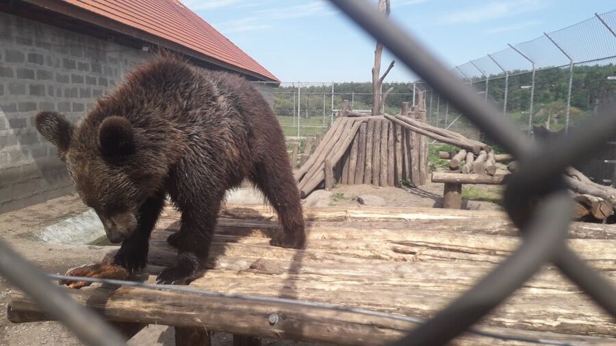 Budapest: Transport & Guided Tour of Bear and Wolf Sanctuary - Two hours inside the 1.4 km enclosure