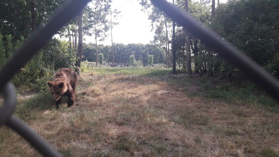 Budapest: Transport & Guided Tour of Bear and Wolf Sanctuary - Feeding the bears through the fence