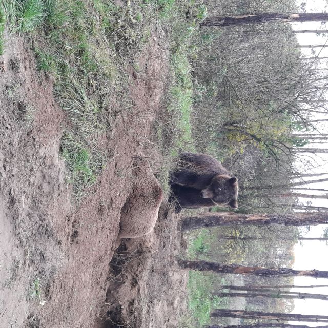 Budapest: Transport & Guided Tour of Bear and Wolf Sanctuary - Timing, weather, and what to bring