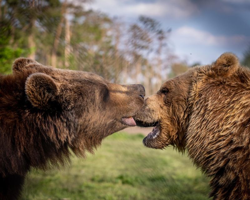 Budapest: Transport & Guided Tour of Bear and Wolf Sanctuary - Who will enjoy this Budapest day trip most?