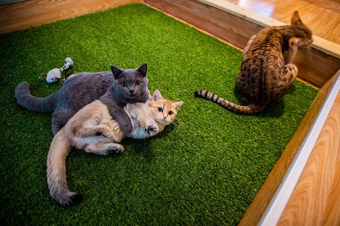Cat Museum Budapest Entry Ticket - Key details before you book