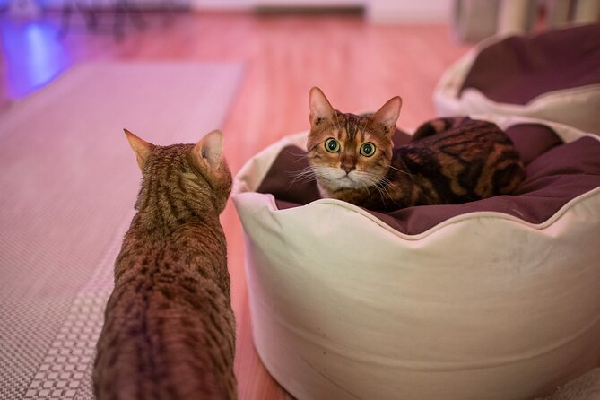 Cat Museum Budapest Entry Ticket - The lower level: Cats in the World