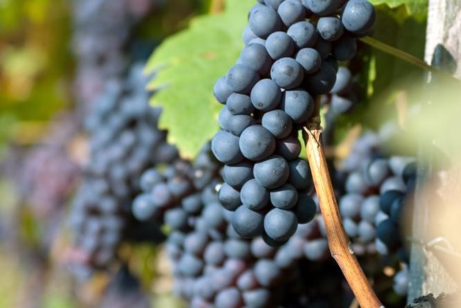 Countryside Half-day Gastro-Wine Tour from Budapest Meal & pickup - Morning, afternoon, or gastro-bites?