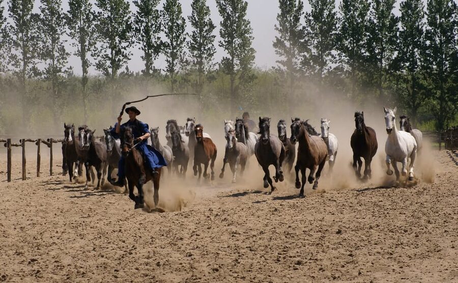 Countryside ranch, horse show & lunch - My verdict: a worthwhile half-day outside Budapest