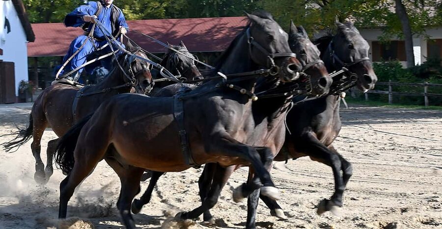Countryside ranch, horse show & lunch - From Batthyány Square to the Hungarian Great Plain