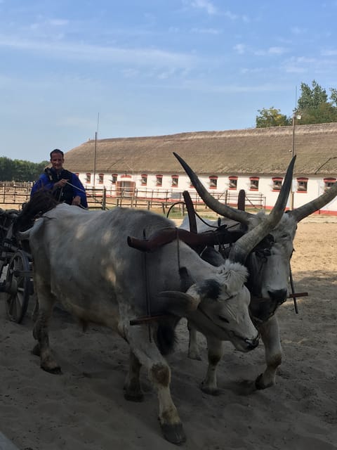 Countryside ranch, horse show & lunch - Grey cattle, Racka sheep, and the farm tour
