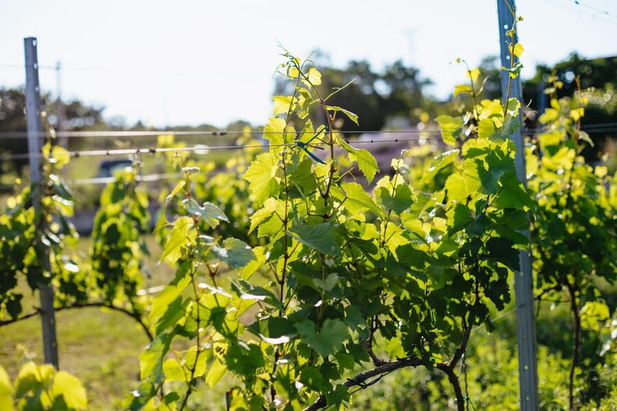From Budapest: Etyek Wine Tasting Tour with 3-Course Meal - Practical tips for getting the most from Etyek