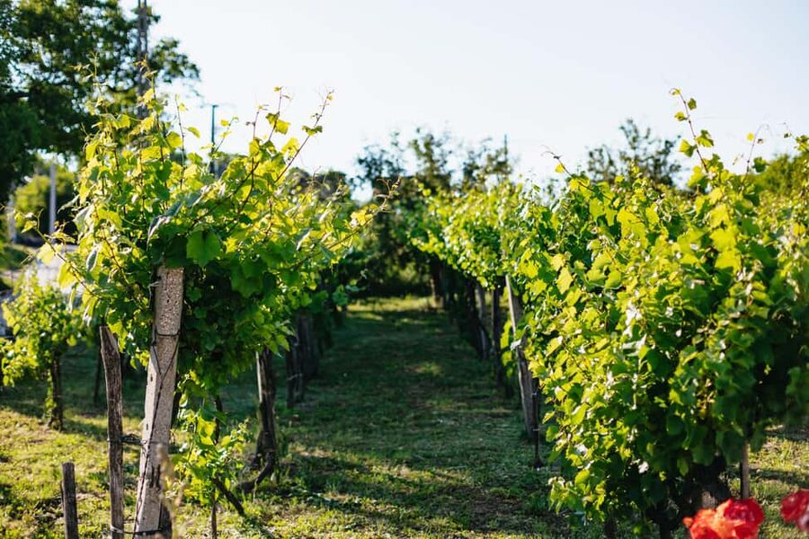 From Budapest: Etyek Wine Tasting Tour with 3-Course Meal - Timing, group size, and comfort