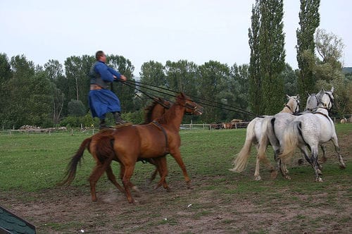 From Budapest: Puszta Horse Show and Countryside Visit - Key things to know before booking
