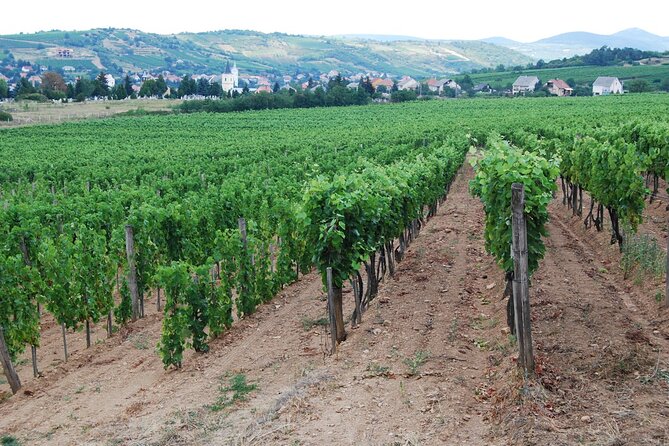 Half Day Tokaj Wine Tasting Tour in Mád Hungary with lunch - Király dűlő among the Tokaj vines