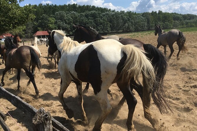 Horseshow on the Hungarian Puszta, private tour from Budapest with entry! - A stable visit brings you closer to the horses