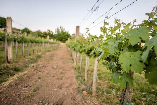 Lake Balaton Full Day Private Wine Tour - One or two wineries and up to 12 pours