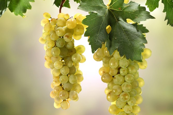 Private Lake Balaton Experience with an unforgettable Wine Tasting - Balatonfüred and the Tagore Promenade