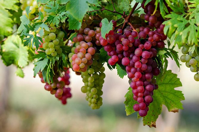 Private Lake Balaton Experience with an unforgettable Wine Tasting - Timing, group size, and practical details