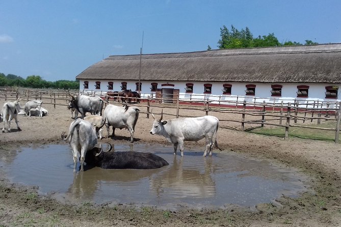 The "Puszta" Horse Show - Is $134.63 a fair price?