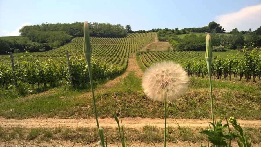Tokaj: Classic Wine Tasting - How the guide shapes the visit